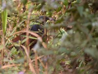 Black-throated Coucal (Centropus leucogaster)