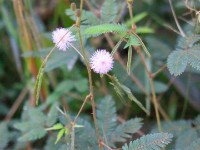 Bobiri Forest