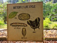 Bobiri Forest