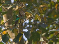 Collared Sunbird (Hedydipna collaris)