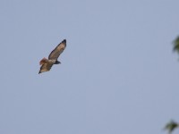 Red-necked Buzzard (Buteo auguralis)