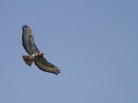 Red-necked Buzzard (Buteo auguralis)