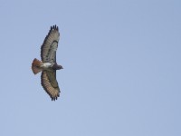 Red-necked Buzzard (Buteo auguralis)