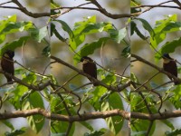 Buff-throated Sunbird (Chalcomitra adelberti)