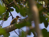 Melancholy Woodpecker (Dendropicos lugubris)