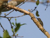 Melancholy Woodpecker (Dendropicos lugubris)