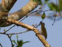 Melancholy Woodpecker (Dendropicos lugubris)