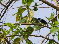 Superb Sunbird (Cinnyris superbus)