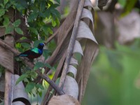 Superb Sunbird (Cinnyris superbus)