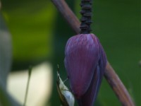 Olive Sunbird (Cyanomitra olivacea)