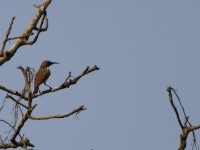 Olive-bellied Sunbird (Cinnyris chloropygius)