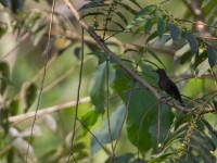 Blue-throated Brown Sunbird (Cyanomitra cyanolaema)