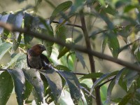 Thick-billed Weaver (Amblyospiza albifrons)
