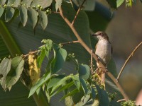 Slender-billed Greenbul (Stelgidillas gracilirostris)