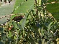 Slender-billed Greenbul (Stelgidillas gracilirostris)