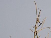 Orange-cheeked Waxbill (Estrilda melpoda)