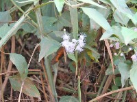 Atewa Range Butterfly