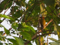 Buff-spotted Woodpecker (Campethera nivosa)