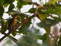 Buff-spotted Woodpecker (Campethera nivosa)