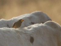 Yellow-billed Oxpecker (Buphagus africanus)