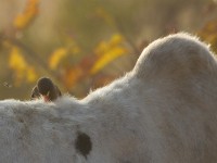 Yellow-billed Oxpecker (Buphagus africanus)