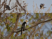 White-crested Helmetshrike (Prionops plumatus)