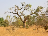 Tilli Zebilla