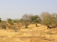 Tilli Zebilla