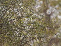 Speckle-fronted Weaver (Sporopipes frontalis)