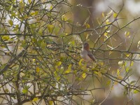 Speckle-fronted Weaver (Sporopipes frontalis)