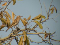 Rufous-tailed Scrub Robin (Cercotrichas galactotes)