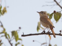 Rufous-tailed Scrub Robin (Cercotrichas galactotes)