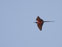 Northern Carmine Bee-eater (Merops nubicus)