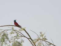 Northern Carmine Bee-eater (Merops nubicus)