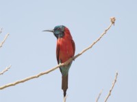 Northern Carmine Bee-eater (Merops nubicus)