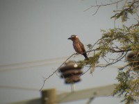 Purple Roller (Coracias naevius)