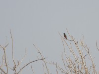 Chestnut-bellied Starling (Lamprotornis pulcher)