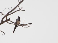 Namaqua Dove (Oena capensis)