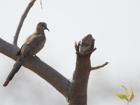 Namaqua Dove (Oena capensis)
