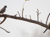 Namaqua Dove (Oena capensis)