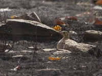 Four-banded Sandgrouse (Pterocles quadricinctus)