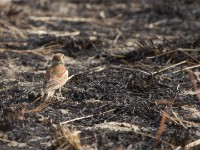 Chestnut-backed Sparrow-Lark (Eremopterix leucotis