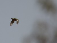 Senegal Parrot (Poicephalus senegalus)
