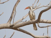 Northern Red-billed Hornbill (Tockus erythrorhynchus)