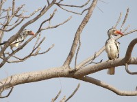 Northern Red-billed Hornbill (Tockus erythrorhynchus)
