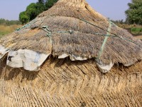 White Volta area