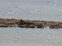 Egyptian Plover (Pluvianus aegyptius)