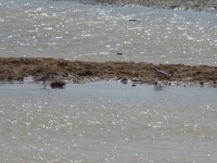 Egyptian Plover (Pluvianus aegyptius)