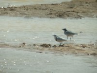 Egyptian Plover (Pluvianus aegyptius)
