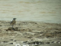 Egyptian Plover (Pluvianus aegyptius)